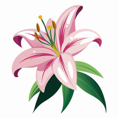 Lily flower isolated vector