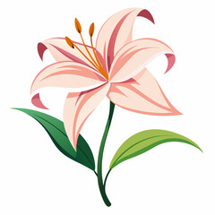 Lily flower isolated vector