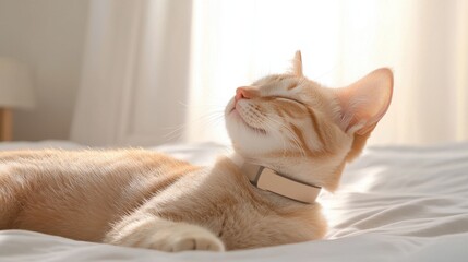 Pet Health Technology A cat relaxes in soft sunlight, enjoying a peaceful moment on a bed.