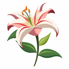 Lily flower isolated vector