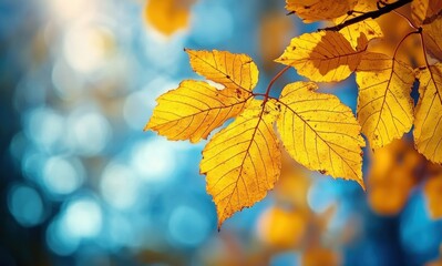 Fototapeta premium Golden Autumn Maple Leaves in Vibrant Yellow Against a Blurred Forest Background