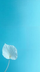 High-resolution stock photo overhead, soft pastel colors, minimalist design. Single white leaf with intricate veins, center against solid blue background and warm candlelight.