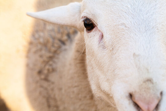 Close up of doper sheep eye