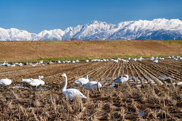 立山連峰とハクチョウ