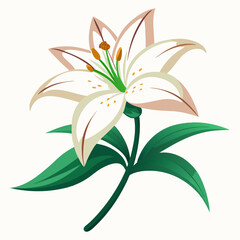 lily flower, isolated vector