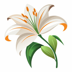 lily flower, isolated vector