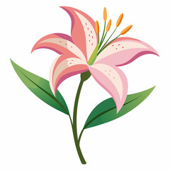 lily flower, isolated vector