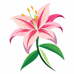 lily flower, isolated vector