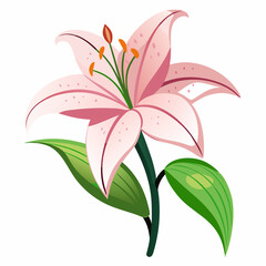 lily flower isolated vector