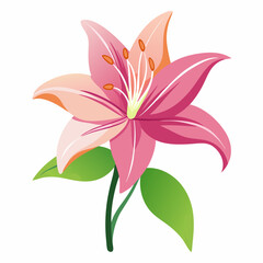 lily flower isolated vector
