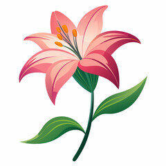 lily flower isolated vector
