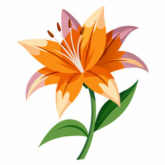 lily flower isolated vector