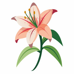 lily flower isolated vector