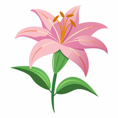 lily flower isolated vector
