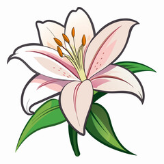 lily flower, isolated vector