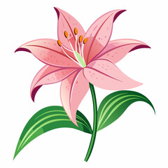 lily flower isolated vector