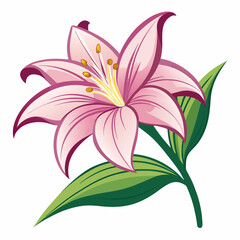 lily flower isolated vector