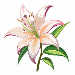 lily flower isolated vector