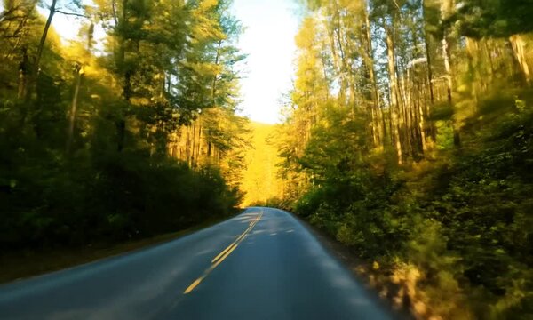 Nature Forest Road
