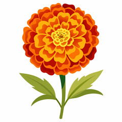 Marigold flower isolated vector