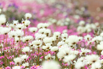 Wildflowers with white paper daisies