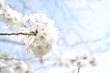 桜 花 春 青空 背景