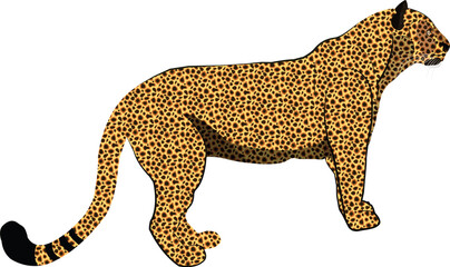vector isolated leopard or jaguar illustration. Cheetah wild animal. Vector illustration of predators African animals isolated. Exotic cartoon animal jungle