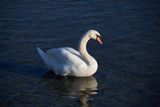white swan on the lake