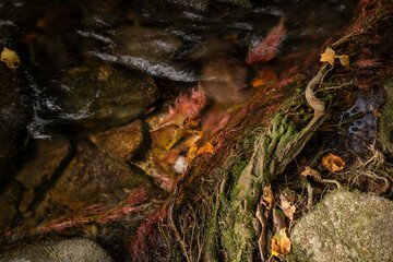 Water Rushes Over Red Mossy Plants Along The Edge of Cataloochee Creek