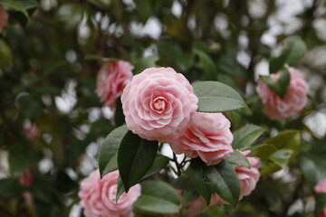 八重咲の乙女椿