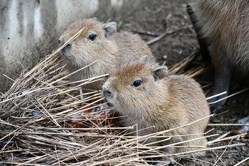 カピバラの赤ちゃん