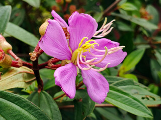 Melastomataceae flowers, beautiful blooming flowers