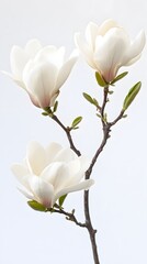 Obraz premium 50. A fully bloomed magnolia tree with large white flowers on a white background