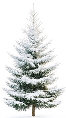 Fototapeta premium 59. A snow-covered fir tree with frosted needles on a white background