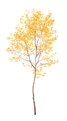 Fototapeta premium 75. A tall, narrow tree with golden leaves on a white background