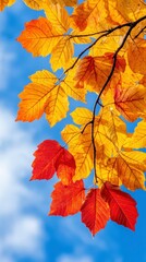 Autumn Leaves Against a Blue Sky
