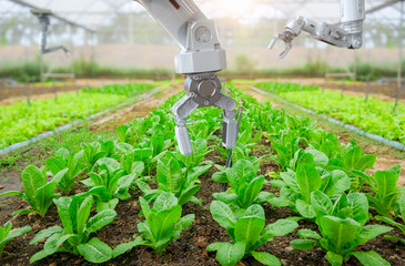 Robotic arm harvest lettuce in farm