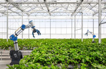 Robotic arm and robot assistant harvesting strawberry in indoor farm or glasshouse