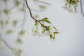 建物の白い壁を背景に桜の花。ピンクと緑が映える