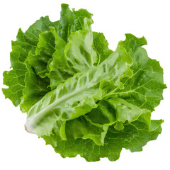 Fresh Green Lettuce Leaves Isolated on White Background for Culinary and Health Concepts