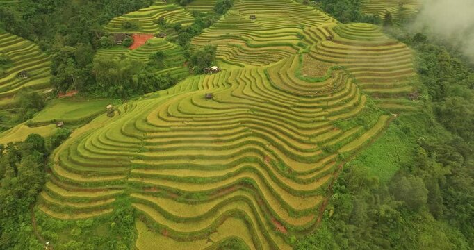 A view from above of golden-yellow rice fields planted in terraced rows. At harvest time, farmers bow their heads to harvest the rice. The sunlight shines on the golden rice stalks. rice field