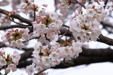 都心散歩　桜開花の浜離宮恩賜庭園あたり