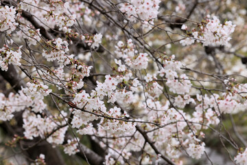 都心散歩　桜開花の浜離宮恩賜庭園あたり