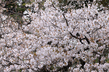 都心散歩　桜開花の浜離宮恩賜庭園あたり