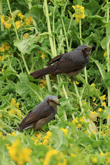 都心散歩　桜開花の浜離宮恩賜庭園あたり