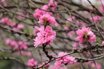 都心散歩　桜開花の浜離宮恩賜庭園あたり
