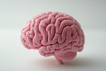 Pink Brain Model on White Background Detailed Anatomy