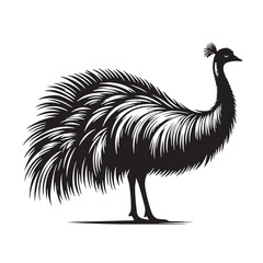 Black King Island Emu Silhouette Vector, High Quality Illustration on White Background