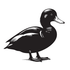 Black Madagascar Pochard Silhouette Vector, High Quality Illustration on White Background