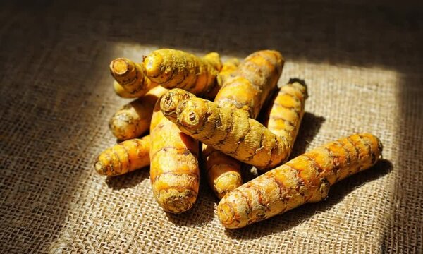 Fresh turmeric roots on a rustic wooden table, showcasing organic health benefits and culinary uses.